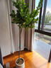 愛(ài)優(yōu)尚香水檸檬樹(shù)盆栽綠植大型室內客廳植物吸甲醛陽(yáng)臺四季好養源頭直發(fā) 曬單實(shí)拍圖