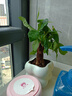 佰花錦辦公桌面綠植盆栽發(fā)財樹(shù)室內客廳奶油風(fēng)網(wǎng)紅盆景精致美觀(guān)四季好養 單桿發(fā)財樹(shù)+PVC白泡泡盆 整體高度約15-25cm 曬單實(shí)拍圖