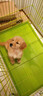 寵鮮萊純種金毛幼犬寵物狗狗活體小狗金毛犬巡回獵犬護衛犬導盲犬 寵物級 公 曬單實(shí)拍圖