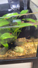 熱帶觀(guān)賞蝦活體淡水寵物黑殼蝦水晶蝦櫻花蝦草缸除藻蝦工具蝦包郵 烤漆3黃金背3藍寶石3 曬單實(shí)拍圖