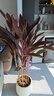 大型盆栽金錢(qián)樹(shù)落地植物發(fā)財樹(shù)清香木天堂鳥(niǎo)米蘭辦公室內中型植物 紅葉朱蕉1.4-1.5米【聚寶盆】 含盆 曬單實(shí)拍圖