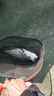 吳亞釣魚(yú)餌料浮底抽芯套裝顆粒餌料鯽魚(yú)鯉魚(yú)鰱鳙大物窩料黑坑神器 浮底抽心綜合餌4斤裝【2000g】 曬單實(shí)拍圖