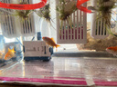 森森（SUNSUN）耀藍(lán)魚缸水泵小型潛水泵過濾泵抽水泵YQP-300 3W 曬單實拍圖