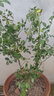 錦楓（jinfeng）月季花苗  藤本月季花苗 歐月藤大花濃香爬藤植物綠植盆栽花卉 粉色龍沙寶石 4年苗 曬單實(shí)拍圖