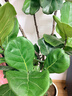 花財主大型盆栽綠植 檸檬樹(shù)鴨腳木發(fā)財樹(shù)天堂鳥(niǎo)綠植室內客廳大盆栽 老樁琴葉榕1.6-1.8米【聚寶盆】 含盆 曬單實(shí)拍圖