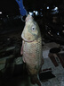 漢鼎一號6代魚(yú)竿超輕手竿5.4米臺釣竿鯽魚(yú)竿碳纖維手桿 綜合5.4米 曬單實(shí)拍圖