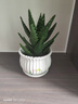 花翁盆栽室內花卉綠植仙人掌植物 大號蘆薈+郁金香陶瓷盆源頭直發(fā) 曬單實(shí)拍圖