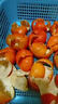 四川三月紅橘萬(wàn)州默科特紅桔川陳皮原料烤柑橘子孕婦新鮮水果iuu 3斤 實(shí)惠裝 曬單實(shí)拍圖