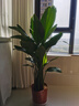 雙盟天堂鳥(niǎo)大型植物客廳綠植盆栽辦公室內鶴望蘭好養落地網(wǎng)紅源頭直發(fā) 曬單實(shí)拍圖