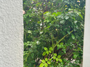 嬌韻詩(shī)黃金雙萃精華75ml維穩(wěn)緊致抗皺修護(hù)淡紋熬夜護(hù)膚品禮物送女友 曬單實(shí)拍圖