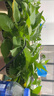 雙盟 綠蘿盆栽除甲醛花卉綠植辦公室新房?jì)艋諝?10款10盆裝源頭直發(fā) 曬單實(shí)拍圖