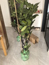 嘆為觀(guān)止大型植物發(fā)財樹(shù)各種大顆盆栽開(kāi)業(yè)喬遷客廳辦公室內好養大型花卉 造型鴨腳木【1.5-1.7米】 含盆 曬單實(shí)拍圖