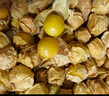 東北姑娘果新鮮當季水果黃菇娘燈籠果酸甜可口甜菇娘特產(chǎn)京東包郵 【帶箱3斤】東北姑娘果 曬單實(shí)拍圖
