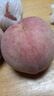 秋宜 陜西板栗紅薯蜜薯當季新鮮蔬菜生鮮自然熟地瓜番薯果蔬整箱 3斤精選裝【粉糯香甜】拇指紅薯凈2.5斤 新鮮采摘 曬單實(shí)拍圖
