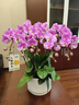 Only you【兩小時達】蝴蝶蘭帶花苞花劍花盆真花蘭花盆栽開業(yè)中秋節(jié)禮物 6株紫色（瓷盆隨機） 曬單實拍圖