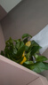 雙盟綠蘿盆栽除甲醛花卉綠植辦公室新房凈化空氣180加侖4盆裝源頭直發(fā) 曬單實(shí)拍圖