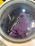 小熊（Bear）迷你洗衣機(jī)折疊洗衣機(jī)小 嬰兒內(nèi)衣洗衣機(jī)小型清洗機(jī)便攜出差洗衣消毒機(jī)帶瀝水半自動微洗機(jī) 脫水款 臭氧藍(lán)光除菌+8.5L+自脫水B08E6 曬單實拍圖