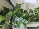 行湘水培綠植盆栽盆景桌面觀(guān)葉植物春羽3株30-35cm不含瓶 源頭直發(fā) 曬單實(shí)拍圖