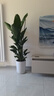 卉優(yōu)特級天堂鳥(niǎo)盆栽客廳室內大型綠植辦公室居家植物新房吸除甲醛好養 特級天堂鳥(niǎo)1.1-1.2m【滑輪圓柱盆】 曬單實(shí)拍圖