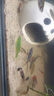 孔雀魚(yú)天使魚(yú) 純種觀(guān)賞魚(yú)淡水好養熱帶小型觀(guān)賞魚(yú) 孔雀魚(yú)12條送備損3條 【新人價(jià)】 曬單實(shí)拍圖