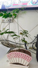 文竹盆栽綠植花卉盆景植物室內客廳水培文松云竹文竹大苗四季常青 文竹【1顆】原盆原土球發(fā)貨 高度15-25cm 曬單實(shí)拍圖