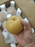 京覓山東豐水梨  凈重4.5斤單果300g+ 新鮮水果源頭直發(fā)包郵 曬單實(shí)拍圖