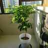 獨桿幸福樹(shù)叢生客廳室內好養花盆景綠植辦公室吸甲醛四季常青植物 精品幸福樹(shù)獨桿高70-90厘米（螺紋盆） 帶盆栽好 曬單實(shí)拍圖