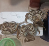 【活蟹】蟹宗鮮活大閘蟹現貨全母3.0-3.3兩8只水產(chǎn)生鮮螃蟹鮮活海鮮禮盒節日送禮禮品 曬單實(shí)拍圖