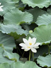 立始釣魚(yú)帳篷露營(yíng)過(guò)夜單人戶(hù)外露營(yíng)折疊帳篷離地高腳過(guò)夜防雨釣魚(yú)野營(yíng) 套餐三【床帳配件+穩定桿+卡其帳篷 曬單實(shí)拍圖