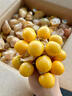南步東北姑娘果【順豐速發(fā)】菇?jīng)龉S菇娘黃燈籠果姑鳥小金豆孕婦新鮮 6斤 精選果【單果7-9g】 曬單實拍圖