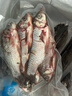 御瀘鮮湘正宗微山湖野鯽魚(yú)土鯽魚(yú)鮮活現殺現發(fā)淡水鯽魚(yú)大鯽魚(yú)小鯽魚(yú)批發(fā) 大鯽魚(yú)3斤裝(2-3條/斤)順豐發(fā)貨 曬單實(shí)拍圖