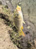 漢鼎一號6代魚(yú)竿超輕手竿5.4米臺釣竿鯽魚(yú)竿碳纖維手桿 綜合5.4米 曬單實(shí)拍圖