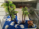 Barbarous Growth寄居蟹飼養箱帶曬臺亞克力生態(tài)小型家用造景全套相手蟹螃蟹水陸缸 缸+曬臺+蓋子+禮包【中號】 曬單實(shí)拍圖