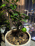 帶花或帶果香水檸檬樹(shù)帶果苗可食用檸檬樹(shù)四季結果盆栽綠植結果 檸檬：帶花或帶果50高以上1顆 曬單實(shí)拍圖