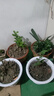 【吸甲醛植物】大葉金鉆盆栽室內綠植辦公室客廳四季常青水培好養 一盆金鉆+花草陶瓷盆 一盆三顆【下單就送顆粒肥】 曬單實(shí)拍圖