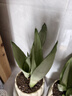 京云夢(mèng)白玉虎皮蘭帶盆栽植物花草盆栽葉子土培辦公室+蛋糕盆源頭直發(fā) 曬單實(shí)拍圖