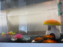 招財寵物魚(yú)冷水觀(guān)賞草金魚(yú)錦鯉魚(yú)好養耐活包郵包活 【1-3厘米】 招財金魚(yú)3條裝 曬單實(shí)拍圖
