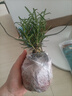 迷迭香苗盆栽可食用驅蚊植物香草薄荷苗綠植物室內煎牛排水培花卉 迷迭香原盆土一盆 盆徑約12cm 含盆高約25cm 曬單實(shí)拍圖