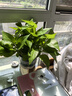 綠有意綠蘿盆栽室內植物花卉綠植水培長(cháng)藤垂吊大葉綠籮新房家用吸除甲醛 180綠加侖吸水綠蘿4盆+壺+10肥 帶盆帶土發(fā)貨 曬單實(shí)拍圖