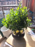 小葉赤楠盆景老樁盆栽植物辦公室室內(nèi)花卉桌面四季常青好養(yǎng)綠植 小葉赤楠+舍得盆+苔蘚+底座 曬單實拍圖