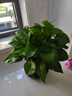 【綠蘿盆栽】吸甲醛凈化空氣水培綠植物懶人花卉好養搬家禮物全 【開(kāi)業(yè)吸甲醇15盆】綠蘿+白色南瓜盆自吸水 整體含盆高度20-25cm 曬單實(shí)拍圖