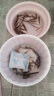 小泥鰍鮮活 筏釣活體誘餌泥鰍 養殖泥鰍苗 寵物活體飼料打窩鰍魚(yú) 100條5-7cm長(cháng)度 另加10條防損差 曬單實(shí)拍圖