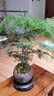 開(kāi)時(shí)果 文竹盆栽桌面擺件盆景 辦公室植物竹子水培綠植盆景源頭直發(fā)包郵 【熱銷(xiāo)款】舍得紫砂盆+苔蘚+底座 曬單實(shí)拍圖