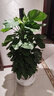 愛(ài)優(yōu)尚大葉綠蘿柱盆栽客廳大型綠植辦公室內除甲醛凈化空氣綠籮源頭直發(fā) 曬單實(shí)拍圖