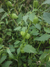 花翁花卉盆栽綠植【四季開(kāi)花3盆】梔子花+金枝+虎刺梅源頭直發(fā) 曬單實(shí)拍圖