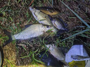 鴨飼料羅非顆粒釣魚窩料釣黑坑滑口羅飛魚餌打窩餌料老G鴨料伴侶 腥香鴨飼料顆粒1.8斤 曬單實拍圖