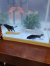 坤寧王*高錳酸鉀養魚(yú)專(zhuān)用溶液魚(yú)缸消毒殺菌凈水烏龜魚(yú)池塘水族高猛酸甲 曬單實(shí)拍圖