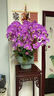 Only you【兩小時(shí)達】蝴蝶蘭帶花苞花劍花盆真花蘭花盆栽開(kāi)業(yè)教師節禮物 6株紫色（瓷盆隨機） 曬單實(shí)拍圖