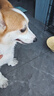伯納天純鴨肉梨狗糧小型犬中大型犬幼犬成犬全價(jià)通用犬糧24斤/12kg 曬單實(shí)拍圖