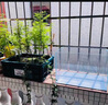 臨雅魚(yú)缸水培植物造景水杉樹(shù)苗一木成景水草水生植物活體水養植物盆栽 水培水杉30-40cm(新手易養/有水就活) 5棵 曬單實(shí)拍圖